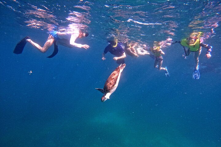 Snorkel met zeeschildpadden en kleurrijke vissen in het heldere water van Aruba, foto 18 | wizardtrip