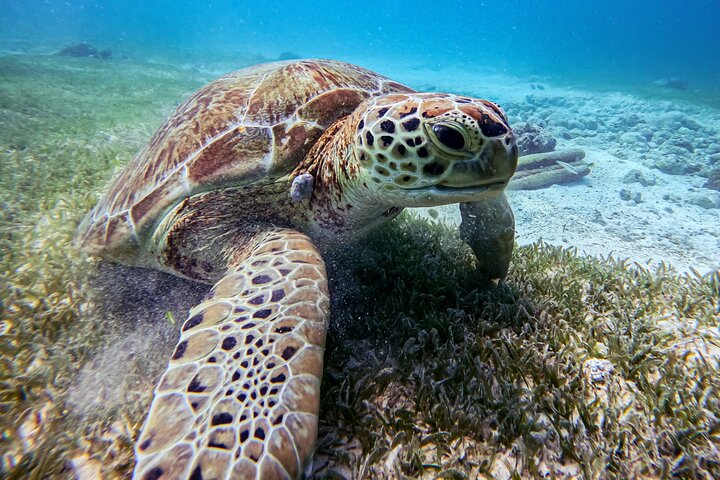 Snorkel met zeeschildpadden en kleurrijke vissen in het heldere water van Aruba, foto 19 | wizardtrip