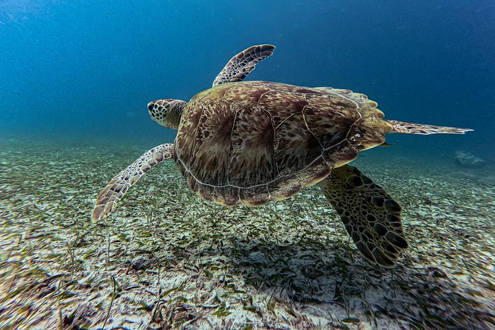 Snorkel met zeeschildpadden en kleurrijke vissen in het heldere water van Aruba, foto 20 | wizardtrip