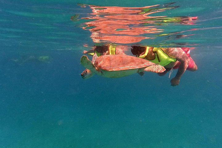 Snorkel met zeeschildpadden en kleurrijke vissen in het heldere water van Aruba, foto 21 | wizardtrip