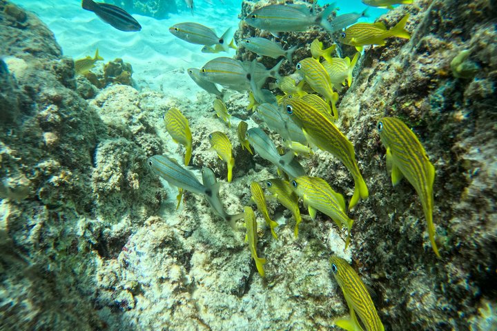 Snorkel met zeeschildpadden en kleurrijke vissen in het heldere water van Aruba, foto 22 | wizardtrip