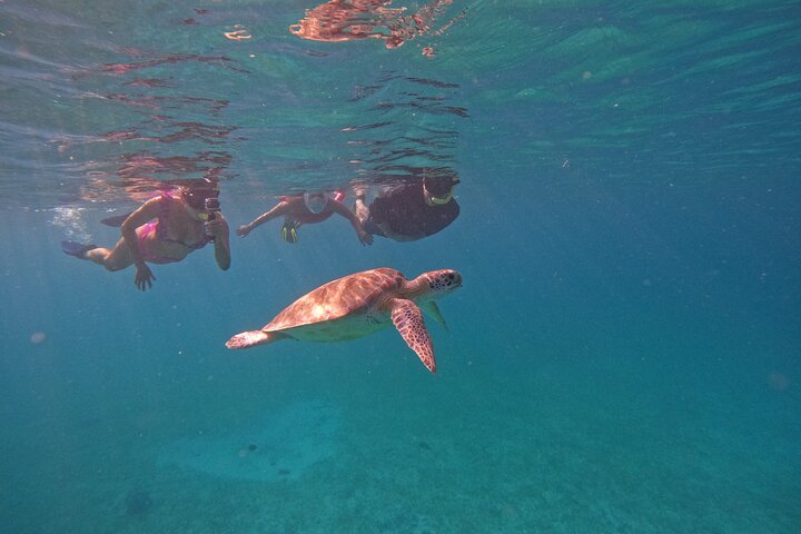 Snorkel met zeeschildpadden en kleurrijke vissen in het heldere water van Aruba, foto 23 | wizardtrip