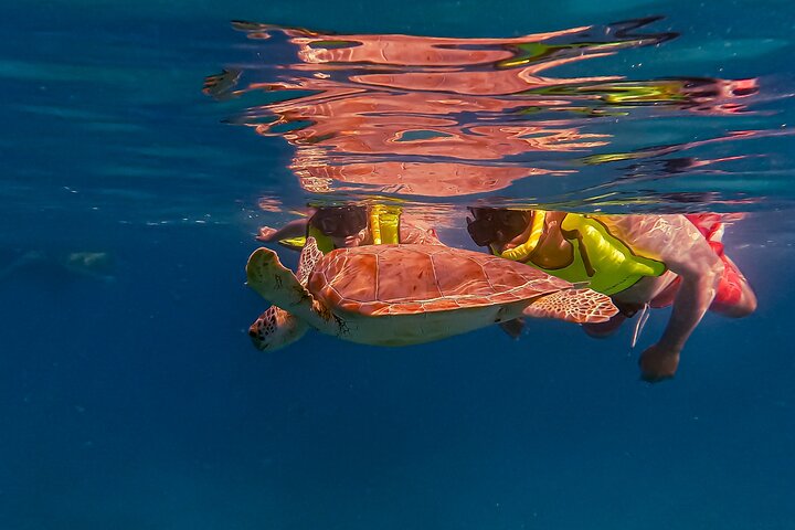 Snorkel met zeeschildpadden en kleurrijke vissen in het heldere water van Aruba, foto 24 | wizardtrip