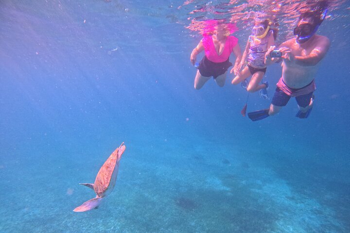 Snorkel met zeeschildpadden en kleurrijke vissen in het heldere water van Aruba, foto 26 | wizardtrip