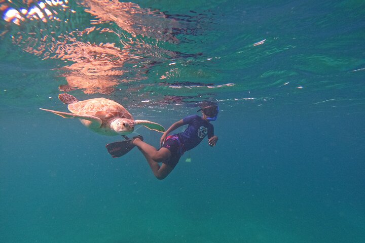 Snorkel met zeeschildpadden en kleurrijke vissen in het heldere water van Aruba, foto 27 | wizardtrip