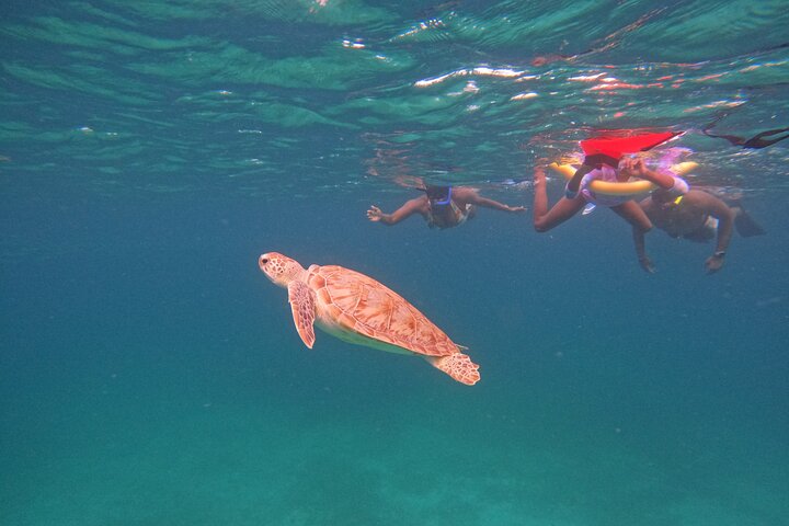 Snorkel met zeeschildpadden en kleurrijke vissen in het heldere water van Aruba, foto 28 | wizardtrip