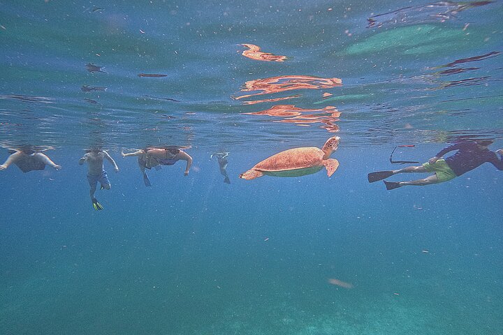 Snorkel met zeeschildpadden en kleurrijke vissen in het heldere water van Aruba, foto 30 | wizardtrip