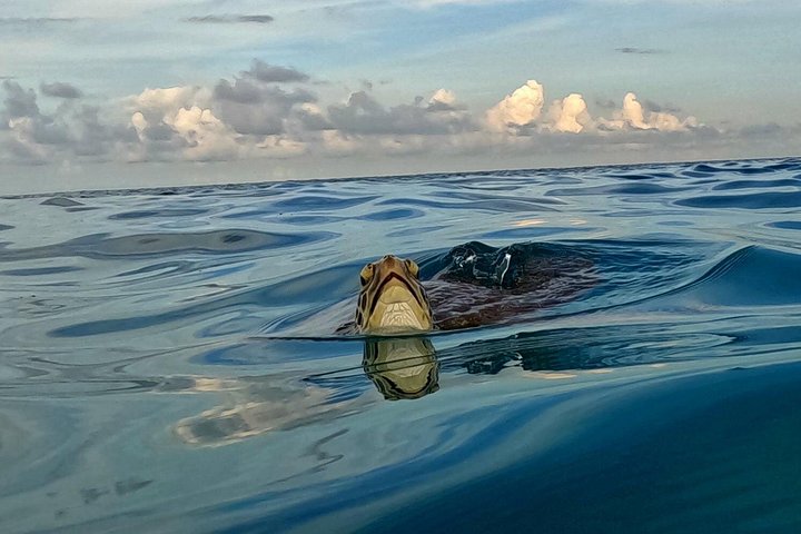 Snorkel met zeeschildpadden en kleurrijke vissen in het heldere water van Aruba, foto 31 | wizardtrip
