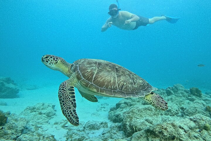 Snorkel met zeeschildpadden en kleurrijke vissen in het heldere water van Aruba, foto 33 | wizardtrip