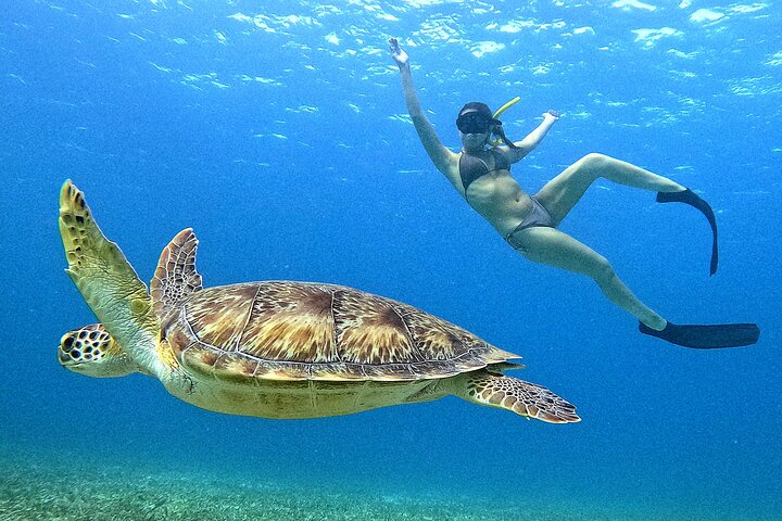 Snorkel met zeeschildpadden en kleurrijke vissen in het heldere water van Aruba, foto 34 | wizardtrip