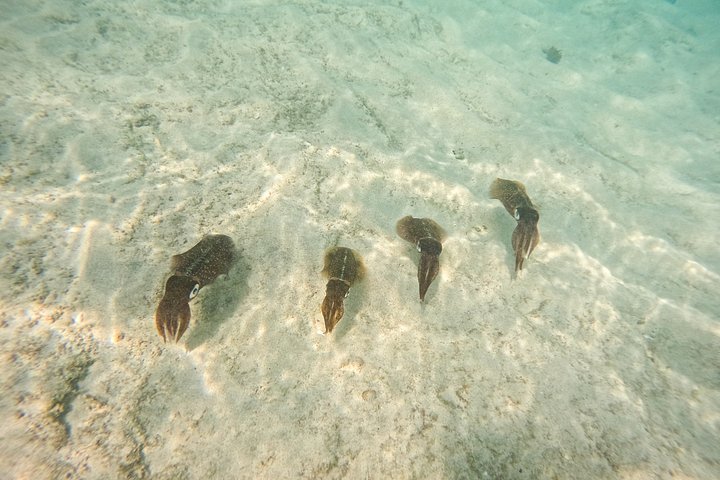 Snorkel met zeeschildpadden en kleurrijke vissen in het heldere water van Aruba, foto 36 | wizardtrip
