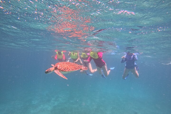 Snorkel met zeeschildpadden en kleurrijke vissen in het heldere water van Aruba, foto 37 | wizardtrip