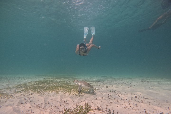 Snorkel met zeeschildpadden en kleurrijke vissen in het heldere water van Aruba, foto 39 | wizardtrip