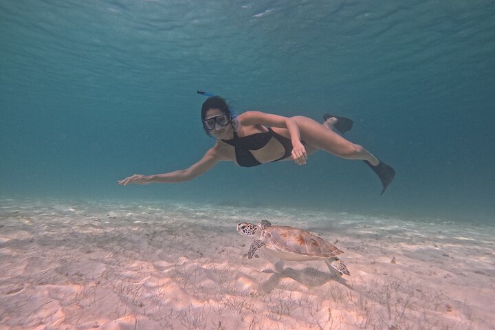Snorkel met zeeschildpadden en kleurrijke vissen in het heldere water van Aruba, foto 43 | wizardtrip