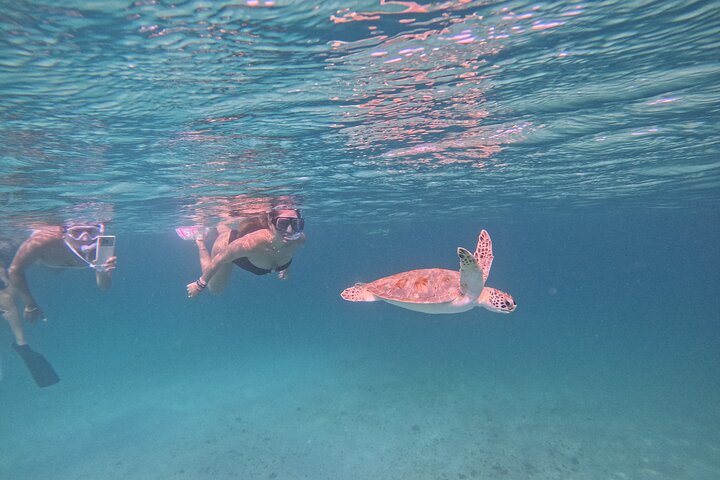 Snorkel met zeeschildpadden en kleurrijke vissen in het heldere water van Aruba, foto 44 | wizardtrip