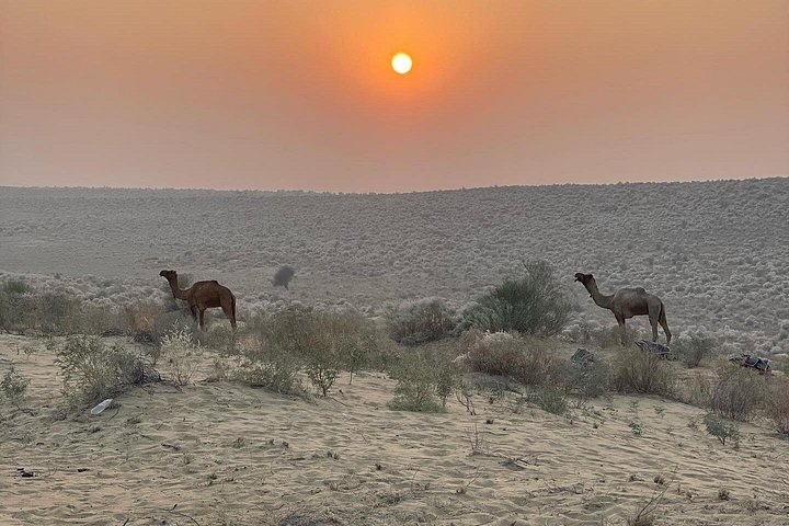 Übernachtung Kamel Safari Abenteuer in der Thar Wüste, Jaisalmer, Indien, mit Sonnenuntergang und Sternenbeobachtung, Foto 22 | wizardtrip