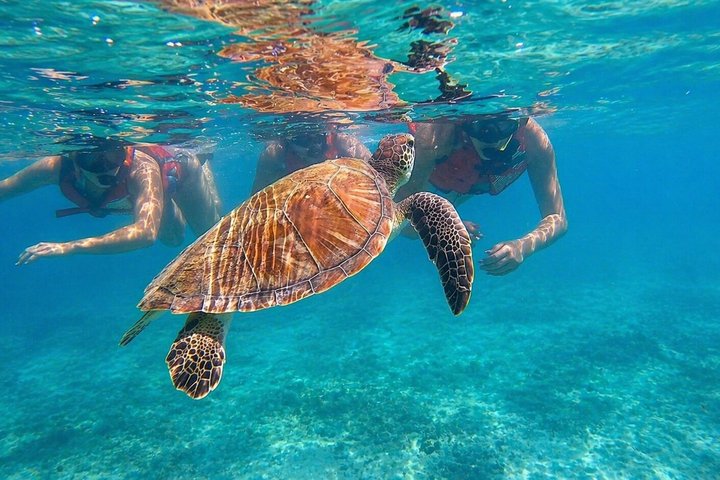 San Juan: Snorkelen met Schildpadden en Gratis Video's | wizardtrip
