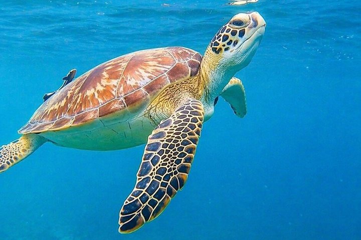 Snorkletur i San Juan, Puerto Rico, med havskilpadder og fargerike fisker, foto 7 | wizardtrip