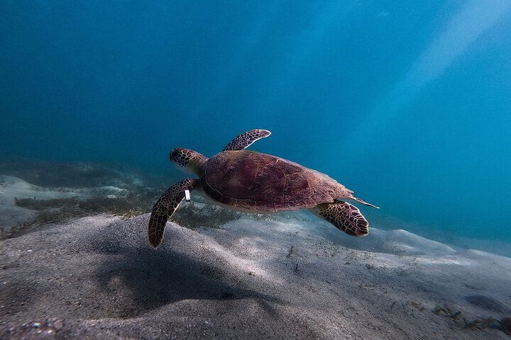 Snorkletur i San Juan, Puerto Rico, med havskilpadder og fargerike fisker, foto 9 | wizardtrip