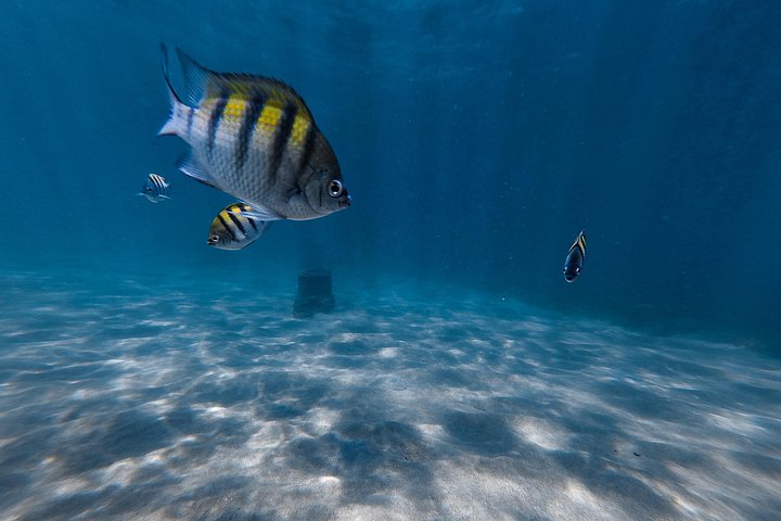 Snorkletur i San Juan, Puerto Rico, med havskilpadder og fargerike fisker, foto 11 | wizardtrip
