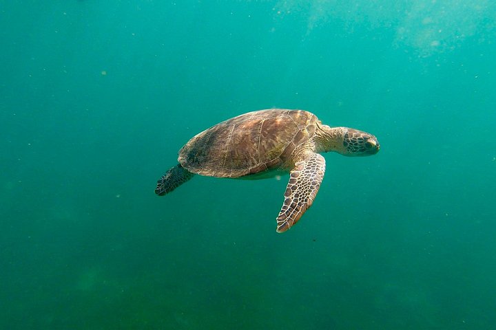 Snorkletur i San Juan, Puerto Rico, med havskilpadder og fargerike fisker, foto 15 | wizardtrip