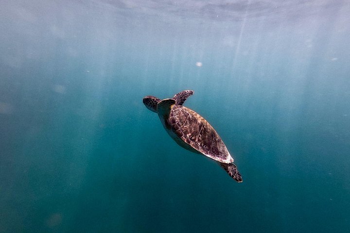 Snorkletur i San Juan, Puerto Rico, med havskilpadder og fargerike fisker, foto 16 | wizardtrip
