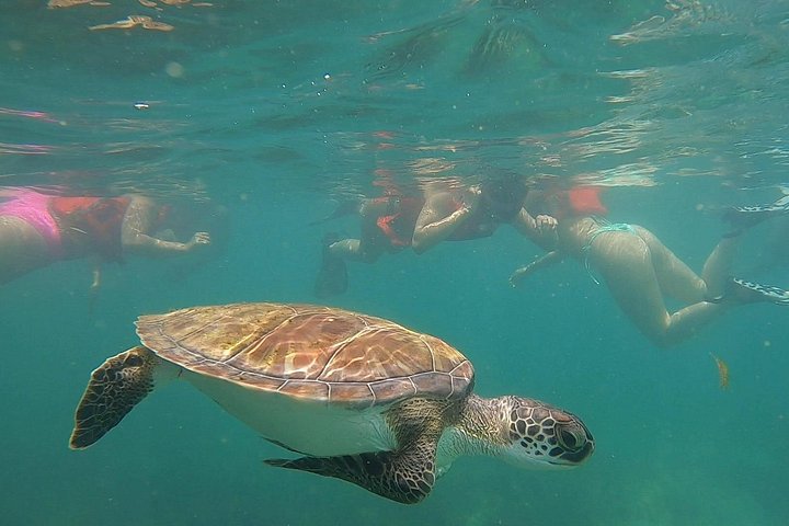 Snorkletur i San Juan, Puerto Rico, med havskilpadder og fargerike fisker, foto 17 | wizardtrip