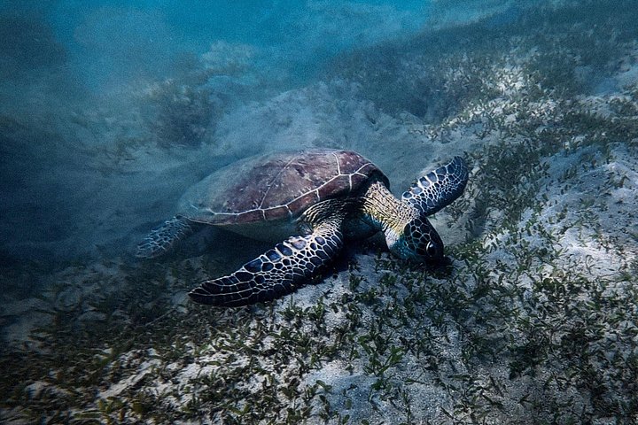 Snorkletur i San Juan, Puerto Rico, med havskilpadder og fargerike fisker, foto 18 | wizardtrip