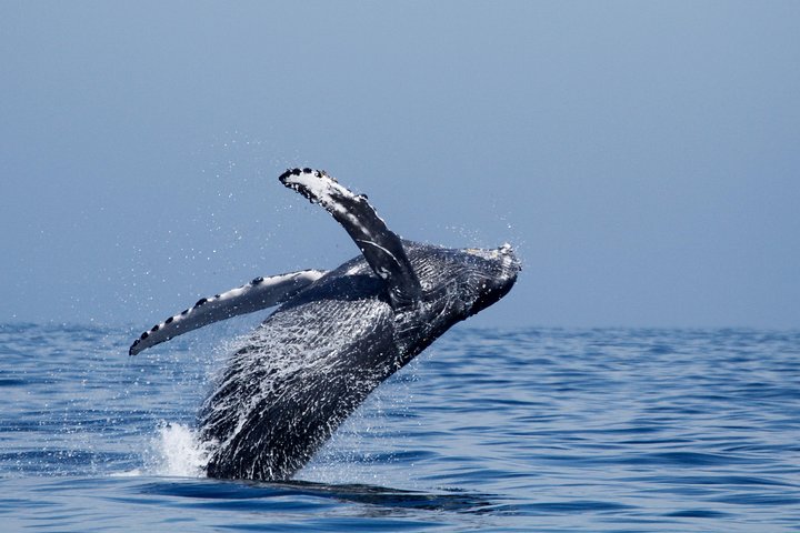 Excursion de 2h en catamaran de luxe pour l'observation des baleines depuis Oceanside | wizardtrip