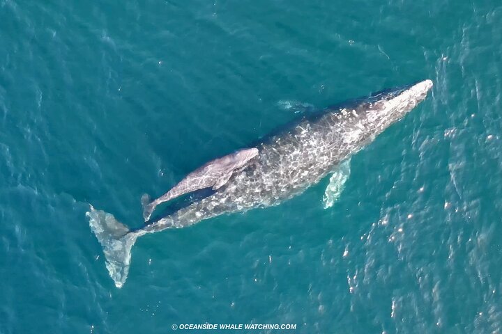 Opplev en 2-timers luksus hvalsafari fra Oceanside, se mangfoldig liv i havet fra en katamaran, foto 6 | wizardtrip