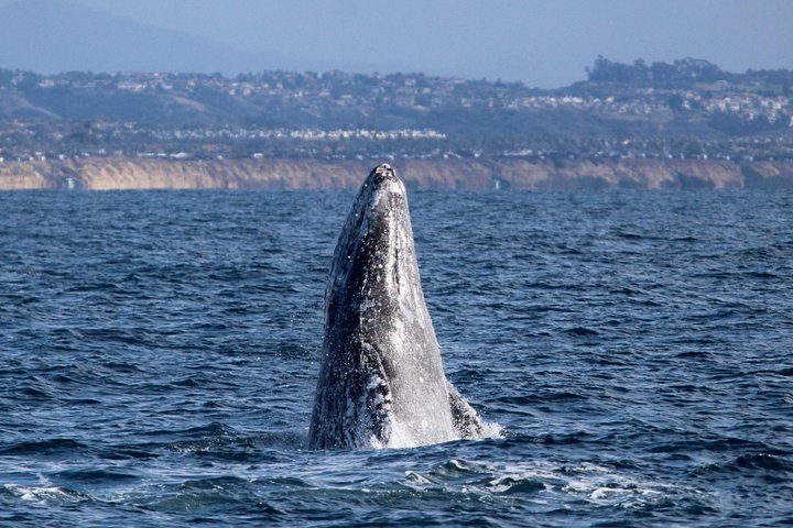 Opplev en 2-timers luksus hvalsafari fra Oceanside, se mangfoldig liv i havet fra en katamaran, foto 8 | wizardtrip