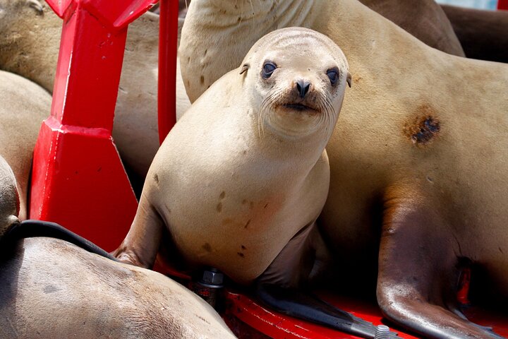 Opplev en 2-timers luksus hvalsafari fra Oceanside, se mangfoldig liv i havet fra en katamaran, foto 10 | wizardtrip