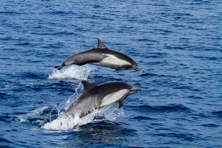 Opplev en 2-timers luksus hvalsafari fra Oceanside, se mangfoldig liv i havet fra en katamaran, foto 11 | wizardtrip