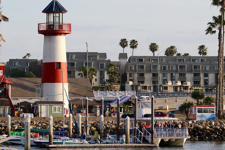 Opplev en 2-timers luksus hvalsafari fra Oceanside, se mangfoldig liv i havet fra en katamaran, foto 13 | wizardtrip