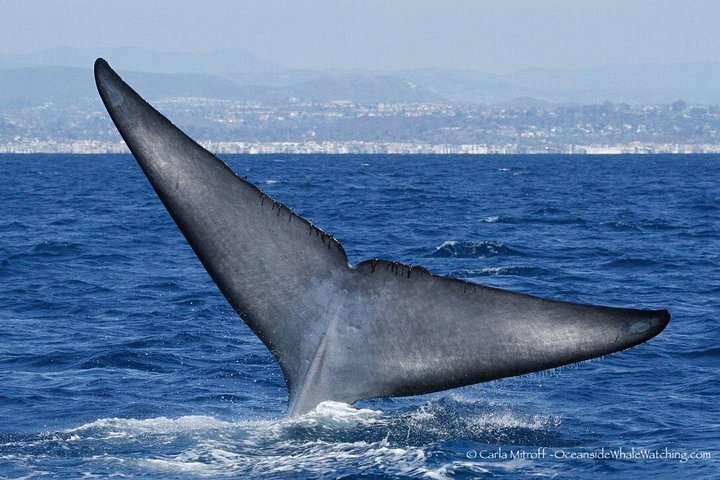Opplev en 2-timers luksus hvalsafari fra Oceanside, se mangfoldig liv i havet fra en katamaran, foto 14 | wizardtrip