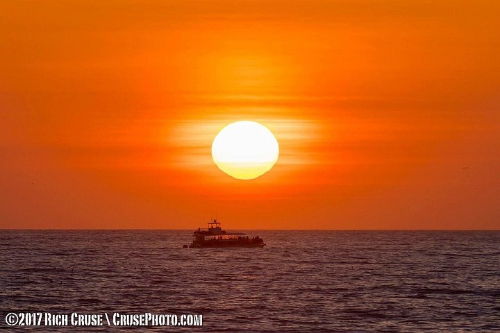 Opplev en 2-timers luksus hvalsafari fra Oceanside, se mangfoldig liv i havet fra en katamaran, foto 16 | wizardtrip