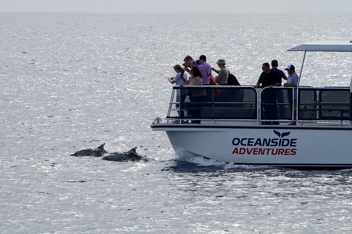 Opplev en 2-timers luksus hvalsafari fra Oceanside, se mangfoldig liv i havet fra en katamaran, foto 17 | wizardtrip