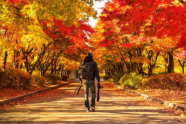 Naturskøn dagsudflugt til Nami Island, The Garden of Morning Calm og Gangchon Rail Park fra Seoul, Sydkorea, foto 8 | wizardtrip