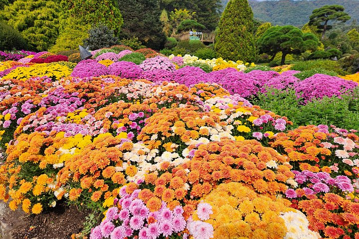 Naturskøn dagsudflugt til Nami Island, The Garden of Morning Calm og Gangchon Rail Park fra Seoul, Sydkorea, foto 20 | wizardtrip