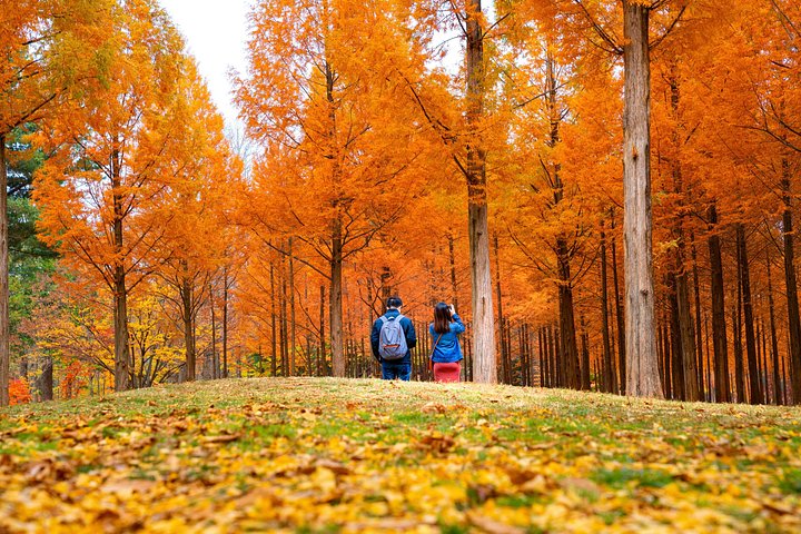 Naturskøn dagsudflugt til Nami Island, The Garden of Morning Calm og Gangchon Rail Park fra Seoul, Sydkorea, foto 21 | wizardtrip