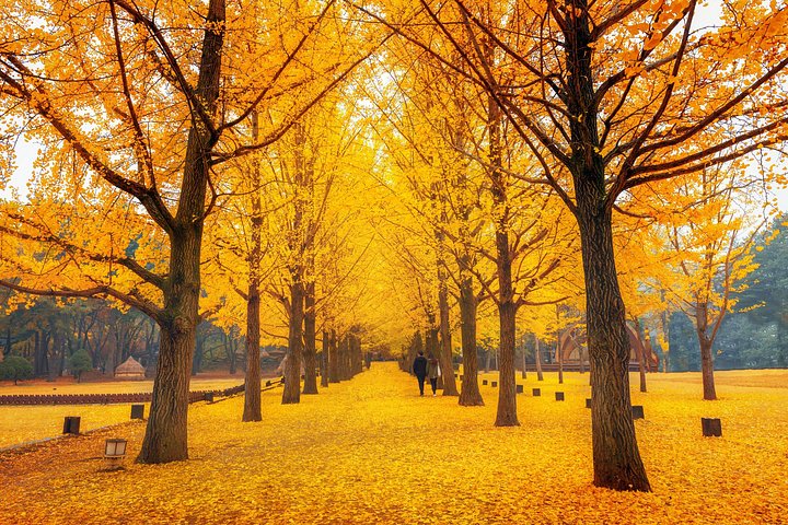 Naturskøn dagsudflugt til Nami Island, The Garden of Morning Calm og Gangchon Rail Park fra Seoul, Sydkorea, foto 31 | wizardtrip