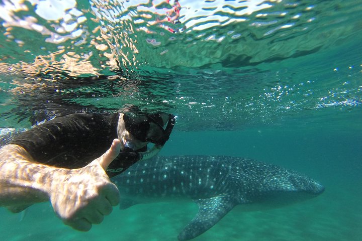 Plongée avec tuba avec requins-baleines en petit groupe avec un biologiste marin | wizardtrip