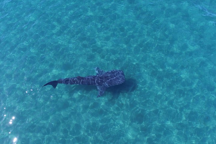 Snorkling med valhajar i La Paz, Mexiko, guidad av en marinbiolog, foto 6 | wizardtrip