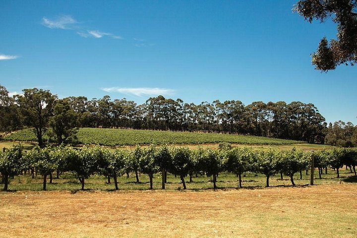 Visite de vin en petit groupe à Margaret River, Australie, visitant des vignobles indépendants et dégustant des vins, photo 24 | wizardtrip