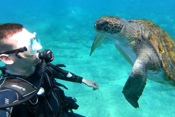Tenerife: First-Time Scuba Diving in a Natural Turtle Habitat | wizardtrip