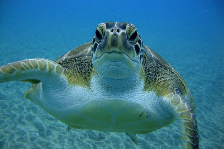 Beginners duik- en snorkelavontuur op Tenerife met kans op zeeschildpadden, foto 8 | wizardtrip