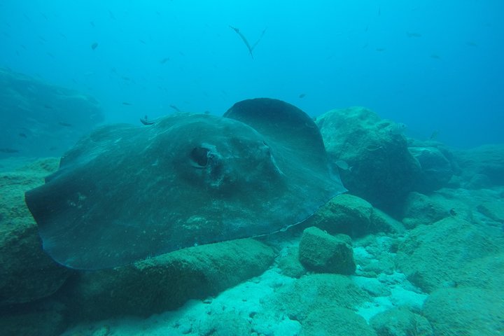Beginners duik- en snorkelavontuur op Tenerife met kans op zeeschildpadden, foto 9 | wizardtrip