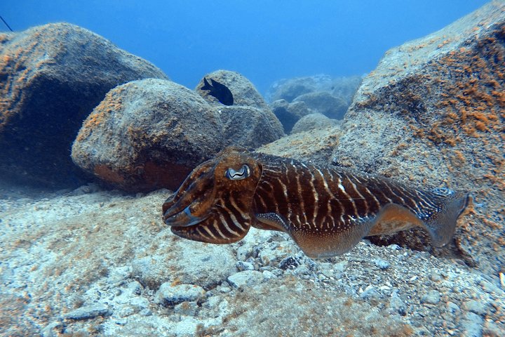Beginners duik- en snorkelavontuur op Tenerife met kans op zeeschildpadden, foto 11 | wizardtrip