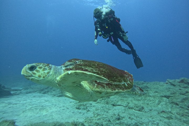 Beginners duik- en snorkelavontuur op Tenerife met kans op zeeschildpadden, foto 19 | wizardtrip