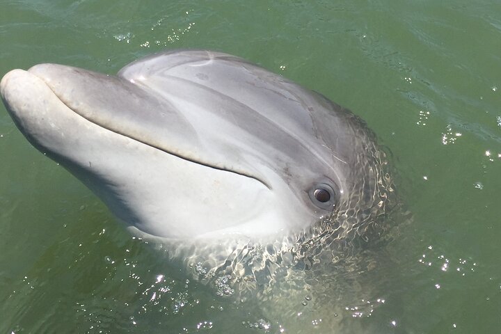 Båttur med delfinsafari på Hilton Head Island | wizardtrip